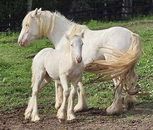 banjo-gypsy-vanner-horse