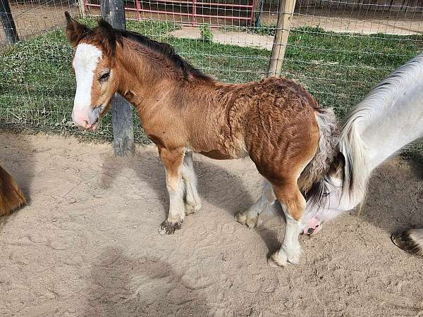 bay-gypsy-vanner-spotted-colt-mare