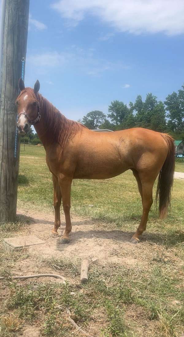 arabian-quarter-horse-colt-mare