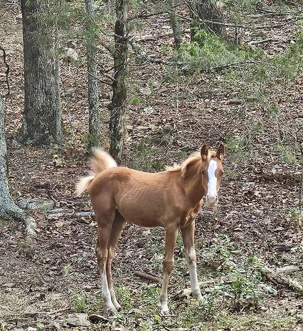 chestnut-high-stockings-blaze-horse