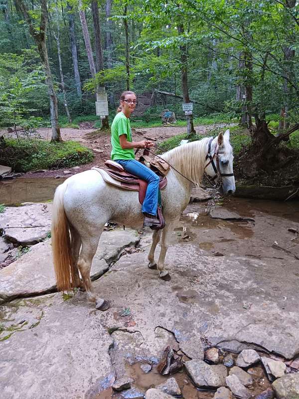 grey-missouri-fox-trotter-mare