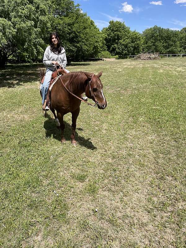 sorrel-white-snip-on-nose-horse