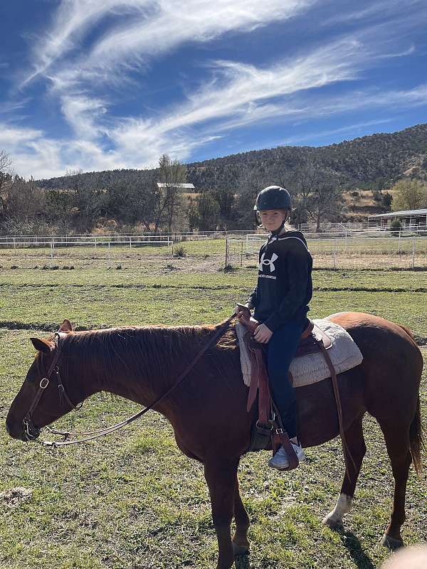 trail-horse-for-sale-in-new-mexico