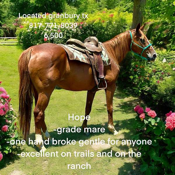 quarter-horse-mare