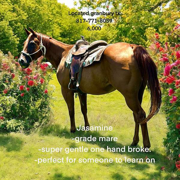 quarter-horse-mare