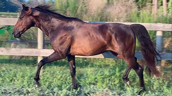 family-paso-fino-horse