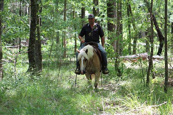 haflinger-horses-for-sale