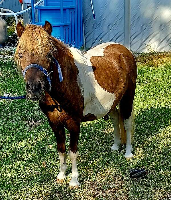 paint-pony-stallion