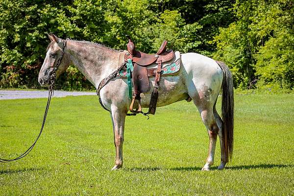 all-around-appaloosa-horse