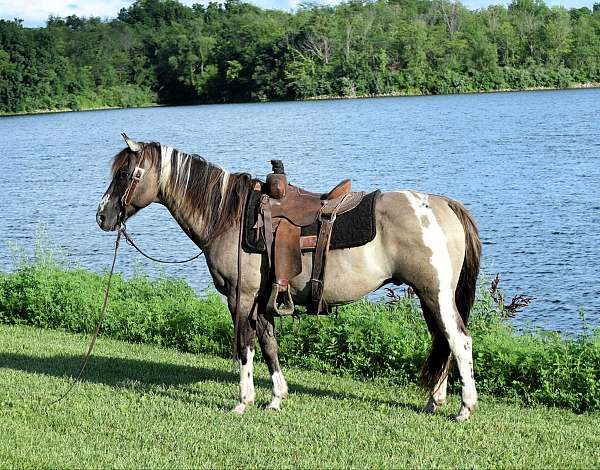 gentle-paint-horse