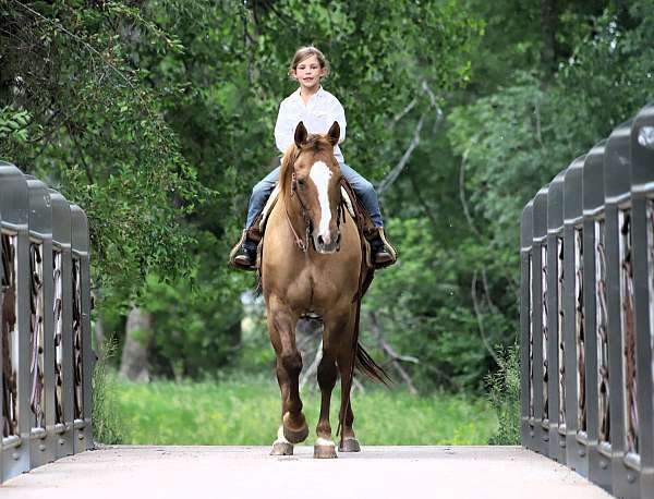 husband-safe-quarter-horse