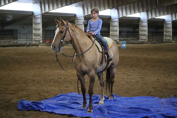 trail-quarter-horse