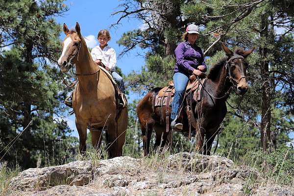 all-around-quarter-horse