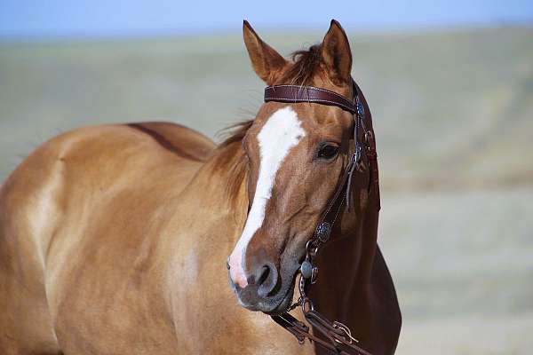 gentle-quarter-horse