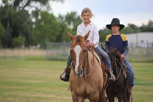 ranch-quarter-horse