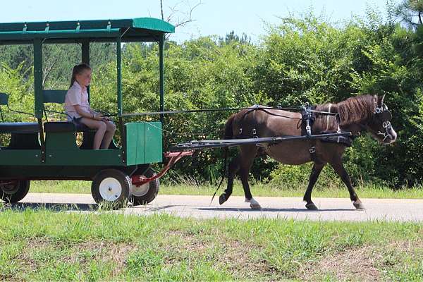 quarter-horses-for-sale-ranch-sale-trail-beginner-pony