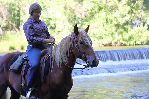 flashy-draft-horse