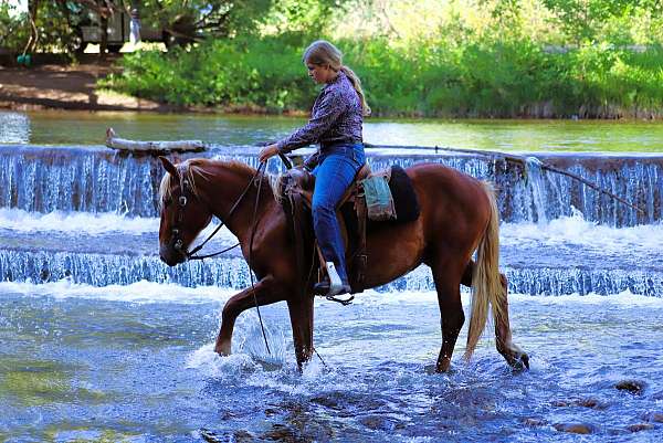 trail-draft-horse