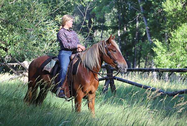 all-around-draft-horse