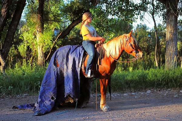 ranch-draft-horse