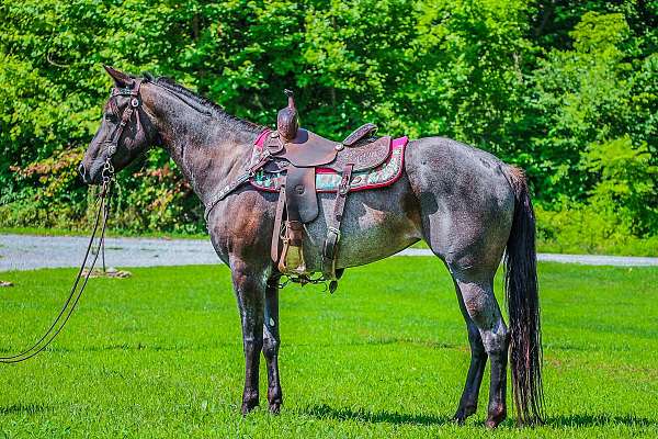 all-around-quarter-horse