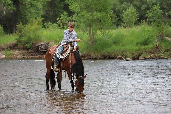 gentle-azteca-horse