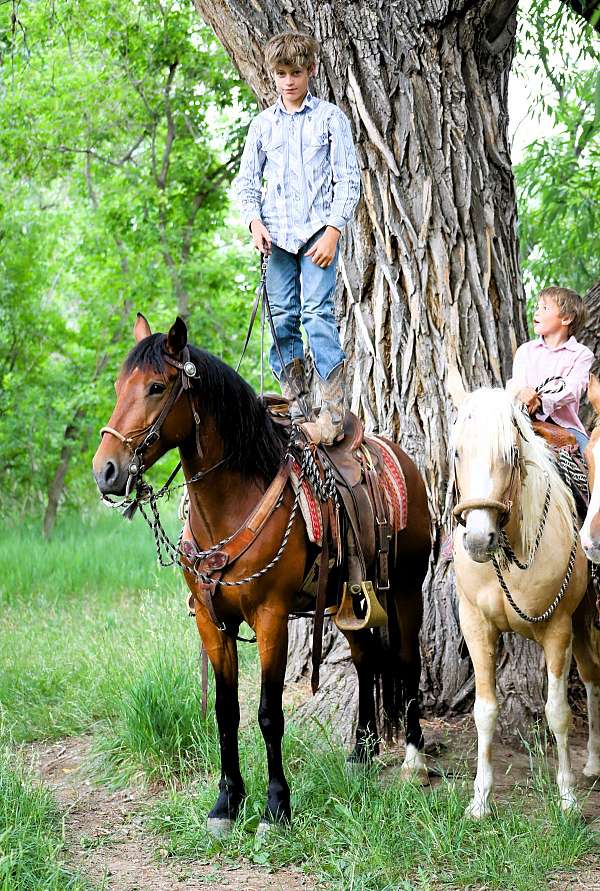 trail-class-competition-azteca-horse