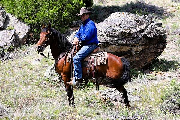 working-cattle-azteca-horse