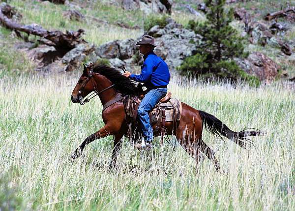 bay-see-pics-horse