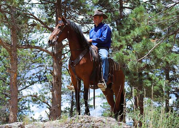 husband-safe-azteca-horse