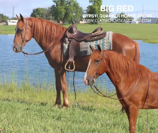 riding-driving-quarter-horse