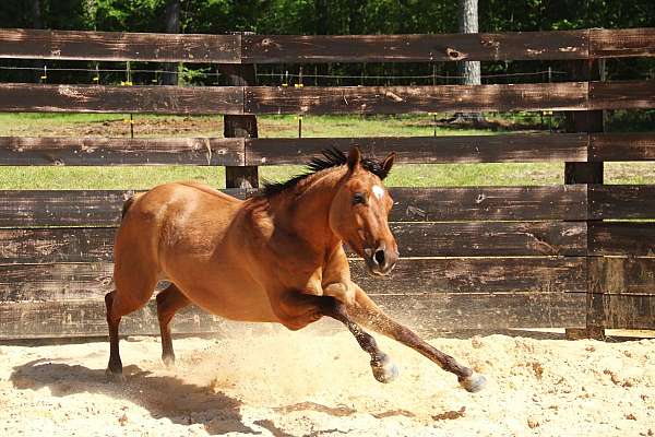 flashy-quarter-horse