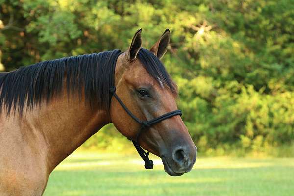 husband-safe-quarter-horse