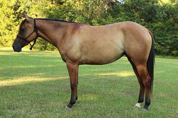 gentle-quarter-horse