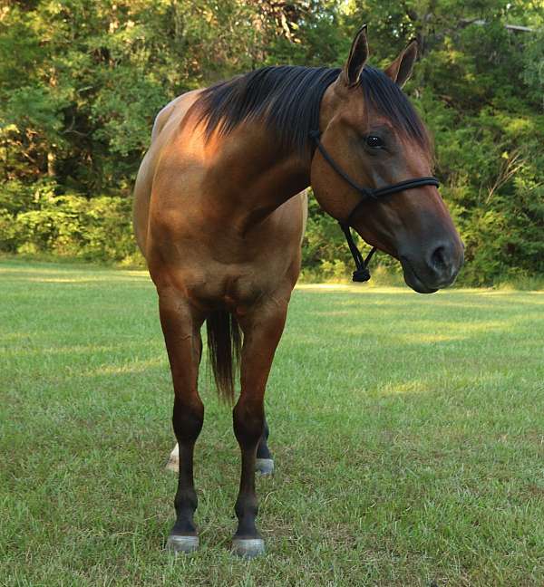 ranch-quarter-horse