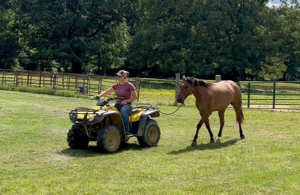 aqha-quarter-horse