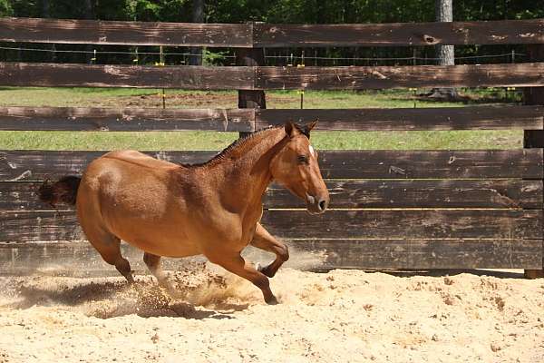 breeding-quarter-horse