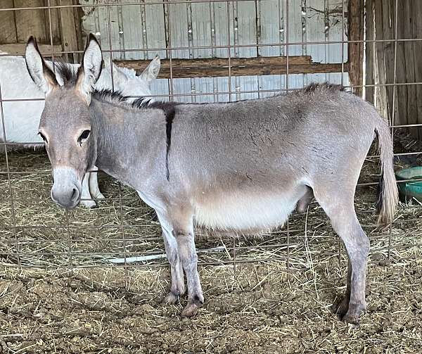 micro-mini-donkey