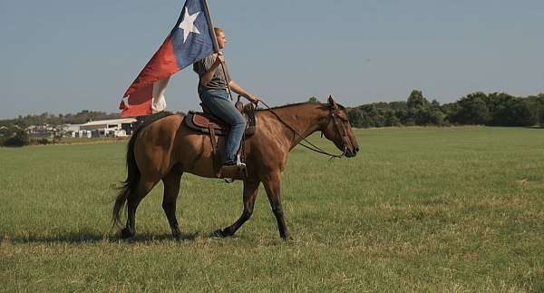 quarter-horse-gelding