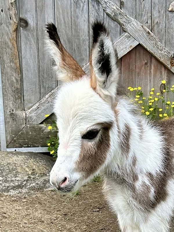 brown-brownwhite-spotted-donkey