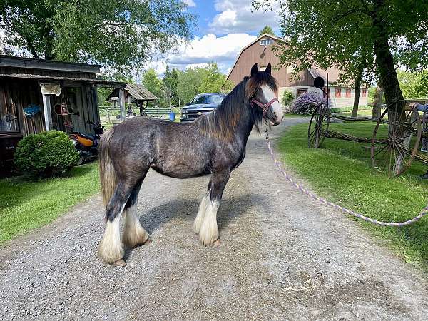 gypsy-vanner-filly