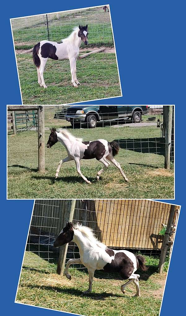 black-pinto-colt-weanling