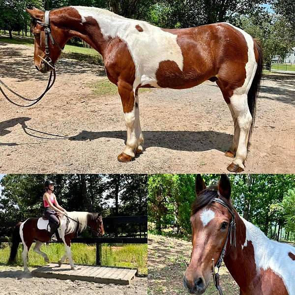 gaited-spotted-saddle-horse