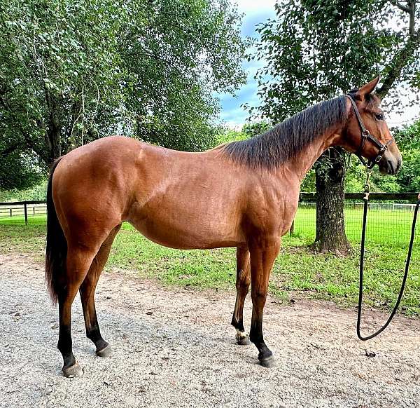 bay-quarter-horse-filly