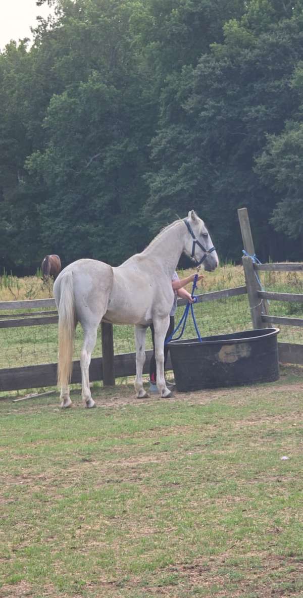 152hh-tennessee-walking-horse