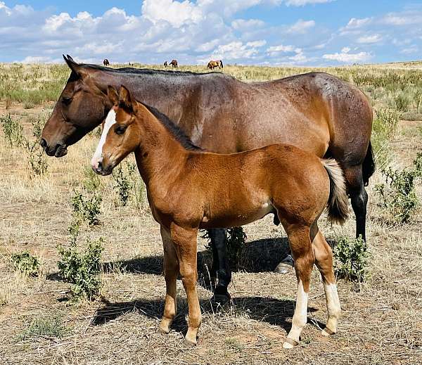 speedy-man-quarter-horse