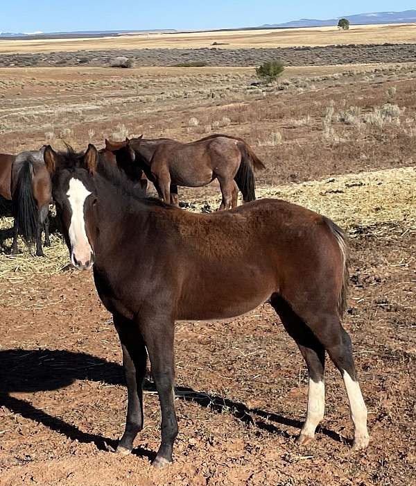 speedy-man-quarter-horse