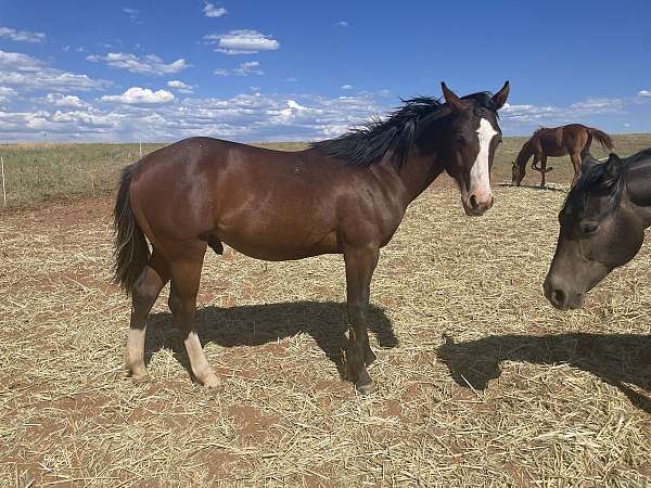 speedy-man-quarter-horse