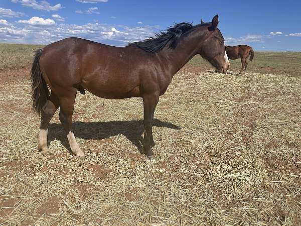 blanton-quarter-horse