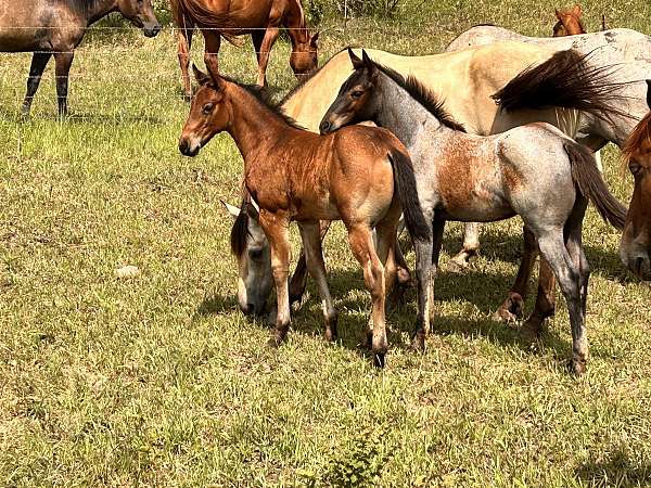 bay-roan-few-white-hairs-on-forehead-horse